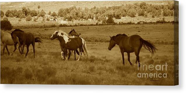 Horse Canvas Print featuring the photograph And They Roam by Veronica Batterson