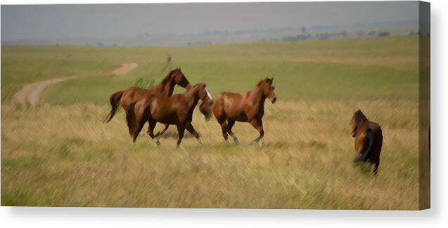 Horse Canvas Print featuring the photograph Stances by Rima Biswas