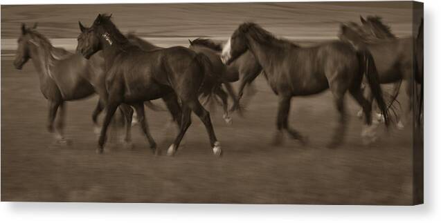 Andalusia Canvas Print featuring the photograph Wild Mustangs of New Mexico 17 by Catherine Sobredo