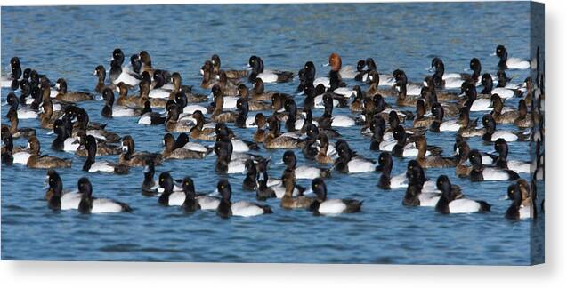 Mp Canvas Print featuring the photograph Lesser Scaup Aythya Affinis Flock by Tom Vezo