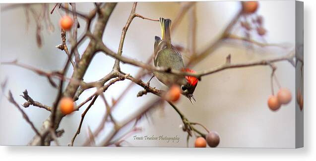 Ruby-crowned Kinglet Canvas Print featuring the photograph IMG_4370-007 - Ruby-crowned Kinglet by Travis Truelove