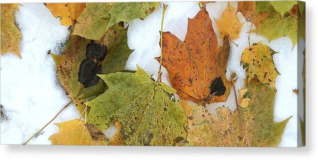 Abstract Canvas Print featuring the digital art Leaves On The Snow Three by Lyle Crump