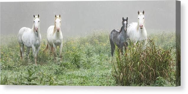 Wild Horses Canvas Print featuring the photograph Out of the Mist, 2 by Holly Ross