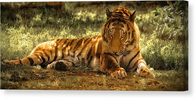 Tiger Canvas Print featuring the photograph Resting Tiger by Chris Boulton