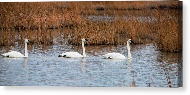 A Trio Of Swans Canvas Print featuring the photograph A Trio of Swans by Phyllis Taylor