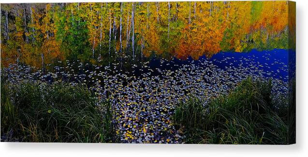 Fall Nature Aspen Vibrant Colors Aspens Water Surface Reflection Beautiful Abstract Fall Landscape Canvas Print featuring the photograph Aspenized by Verdon