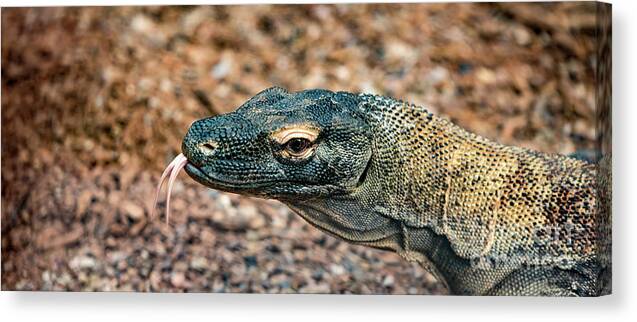 Dragon Canvas Print featuring the photograph Dragon with No Fire by Dheeraj Mutha