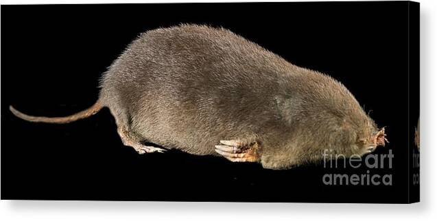 Mammal Canvas Print featuring the photograph Star-nosed Mole by Natural History Museum, London/science Photo Library