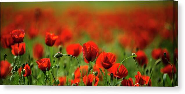 Poppy Flower Canvas Print featuring the photograph Summer Poppy Meadow #63 by Nailia Schwarz