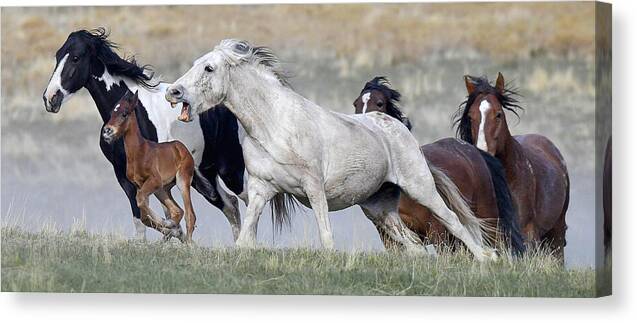 Stallion Canvas Print featuring the photograph Bachelors Attack. by Paul Martin