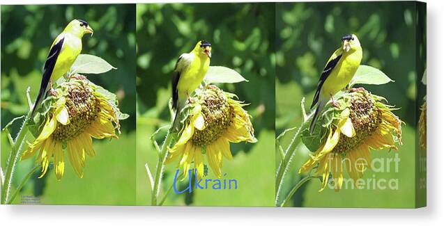  Canvas Print featuring the photograph Flowers for Ukrain Day 1 by Lizi Beard-Ward