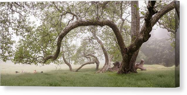 San Diego Canvas Print featuring the photograph Santa Ysabel East Sycamore Trees by William Dunigan