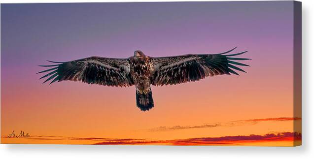 Birds Canvas Print featuring the photograph Soaring Juvenile Bald Eagle by Al Mueller