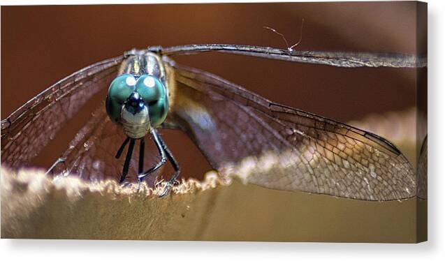 Insect Canvas Print featuring the photograph Watched by a Dragonfly by Portia Olaughlin