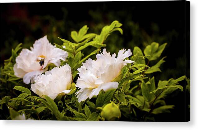 America Canvas Print featuring the photograph A Pollinator's Work is Never Done by ProPeak Photography