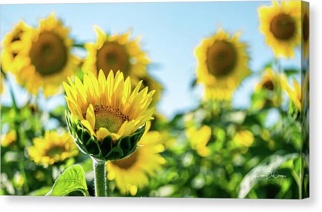 Sunflower Canvas Print featuring the photograph Dare to be Different by Pam DeCamp