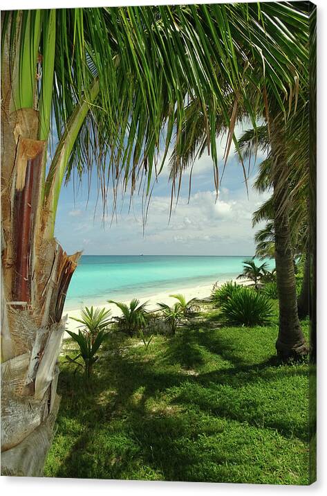 Bimini Canvas Print featuring the photograph Inviting Bimini Beach Between 2 Palm Trees by Dan Podsobinski
