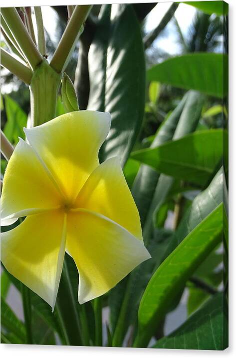 Tropical Canvas Print featuring the photograph Tropical Flower by Dan Podsobinski