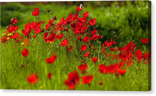 Anemones Canvas Print featuring the photograph Filed of Anemones by Uri Baruch