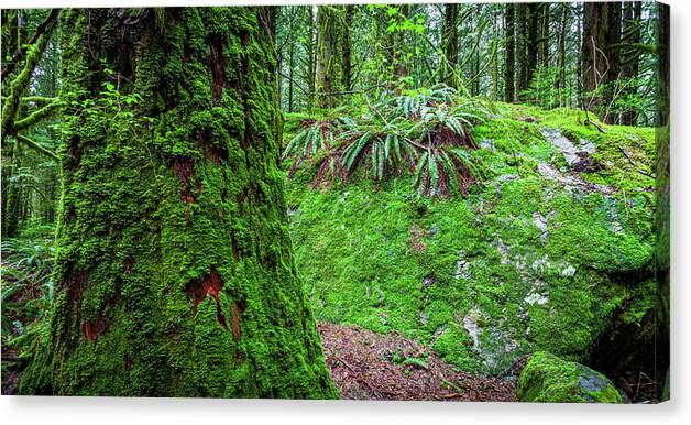 _canada-golden-ears Canvas Print featuring the photograph The Woods #18 by Tommy Farnsworth