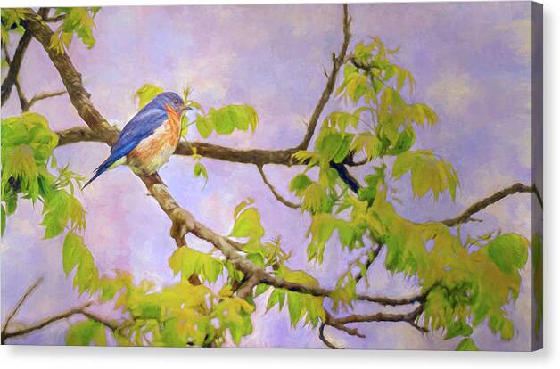 Bird Canvas Print featuring the photograph Eastern Blue Bird by Pam DeCamp