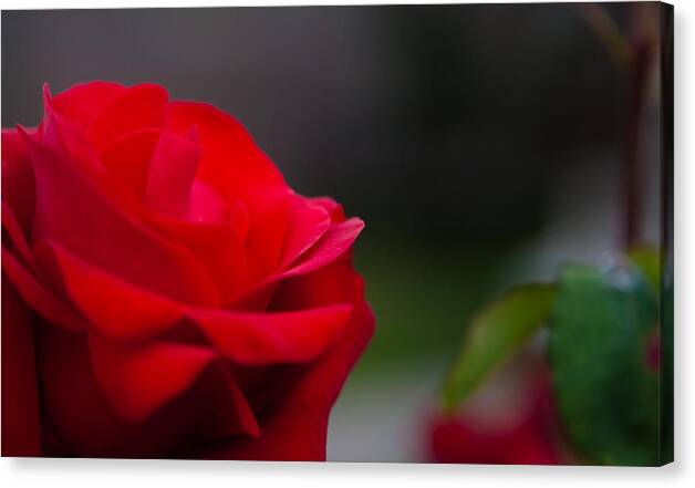 Rose Canvas Print featuring the photograph Rose by Tommy Farnsworth