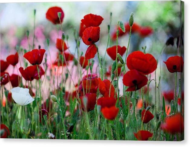 Poppies Canvas Print featuring the photograph The Whiter Shade of Pale by Uri Baruch