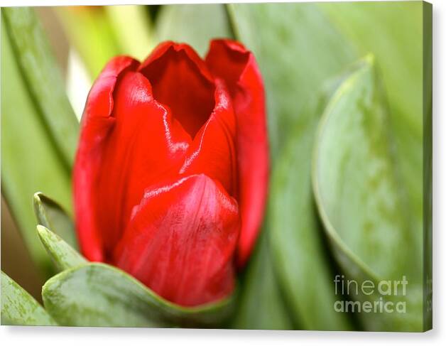 Cathy Dee Janes Canvas Print featuring the photograph Tulips in Study 4 by Cathy Dee Janes