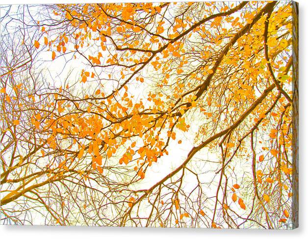 Spring Flowers Canvas Print featuring the photograph Autumn Leaves by Az Jackson