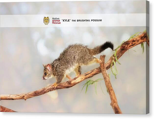 Mad About Wa Canvas Print featuring the photograph Kyle the Brushtail Possum, Native Animal Rescue by Dave Catley