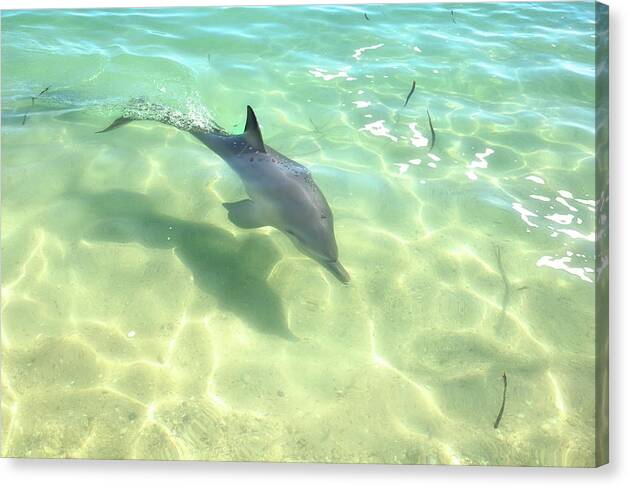 Mad About Wa Canvas Print featuring the photograph Samu 3 , Monkey Mia, Shark Bay by Dave Catley