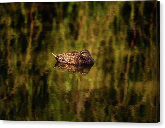 Mad About Wa Canvas Print featuring the photograph Sleepy Duck, Yanchep National Park by Dave Catley