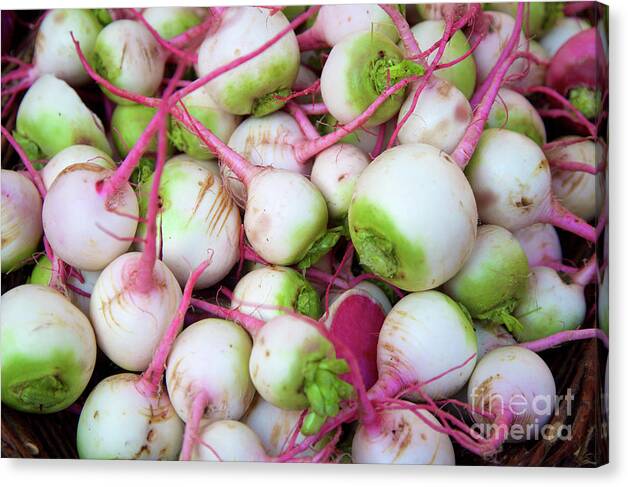 Pink Color Canvas Print featuring the photograph Watermelon Radish by Bruce Block