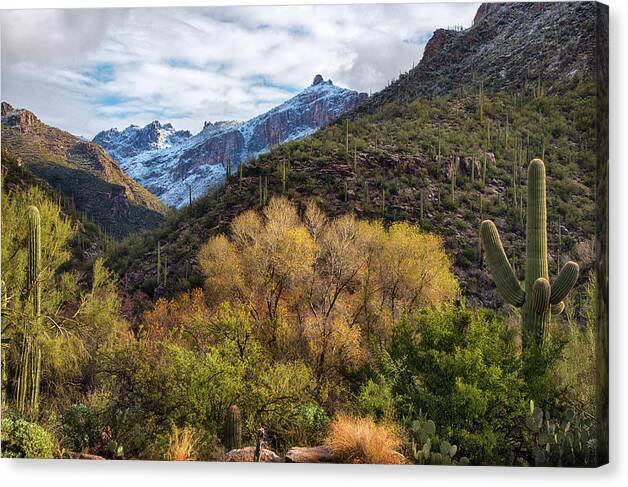 Sabino Canyon Tucson Fall Colors by Dave Dilli