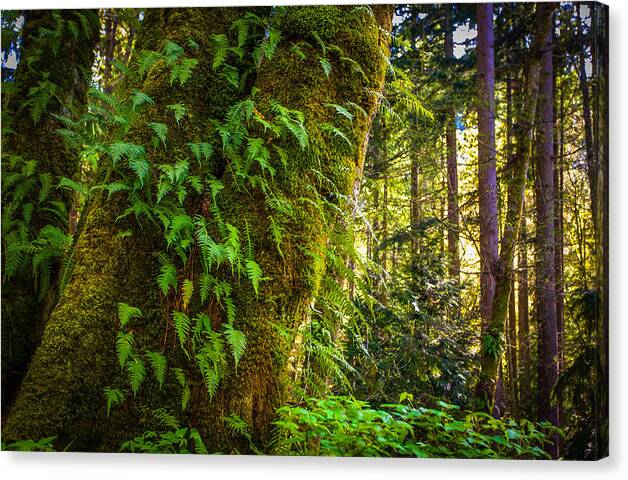 Trees Canvas Print featuring the photograph Walk down to the beach by Tommy Farnsworth