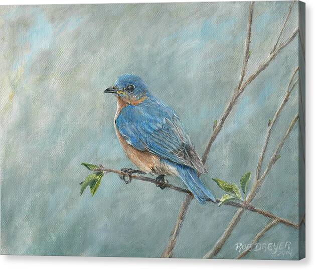 Eastern Bluebird by Dreyer Wildlife Print Collections 