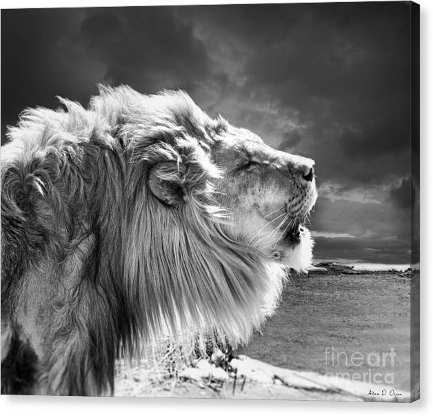 Lion Canvas Print featuring the photograph Lions Breath by Adam Olsen