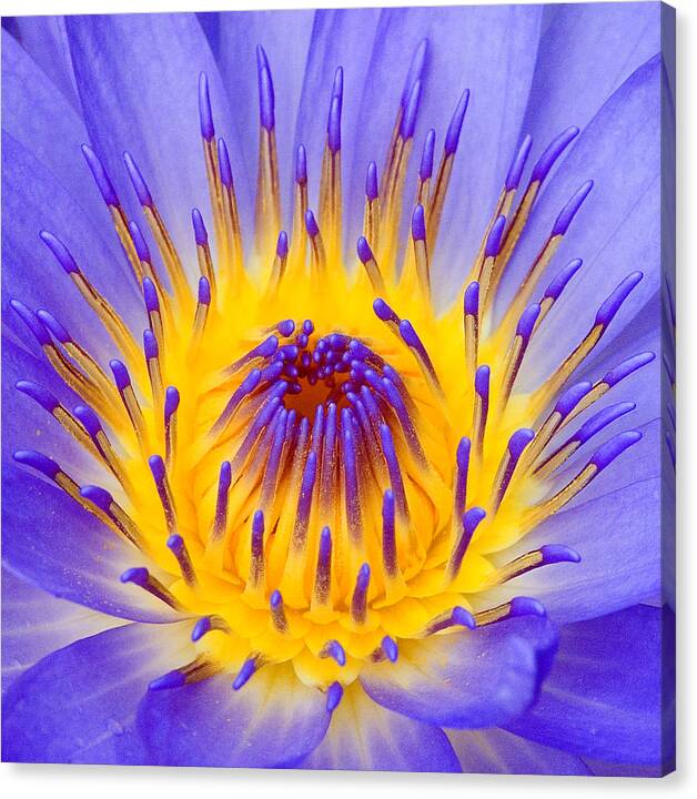 Lotus Flower Canvas Print featuring the photograph Fire and Water Lily by Rick Drent