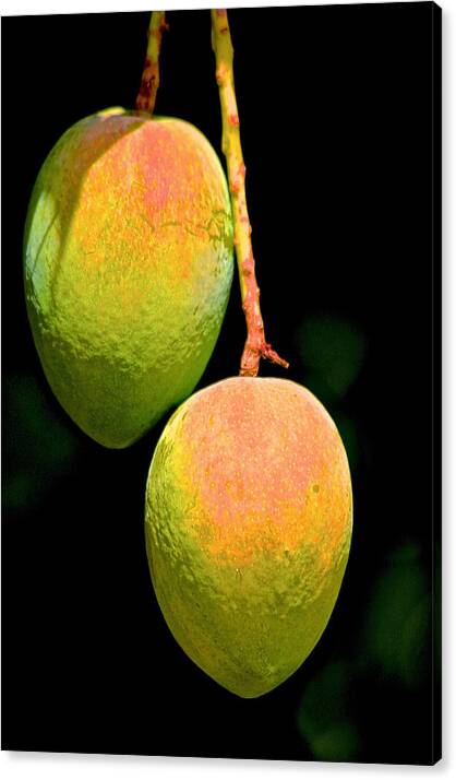 Tree Canvas Print featuring the photograph Mangos by Gillis Cone