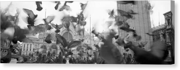 Photography Canvas Print featuring the photograph Low Angle View Of A Flock Of Pigeons #1 by Panoramic Images