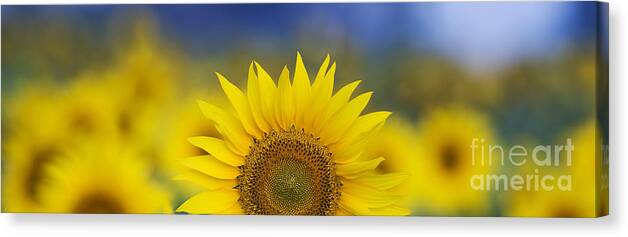 Sunflower Canvas Print featuring the photograph Abstract Sunflower Panoramic by Tim Gainey