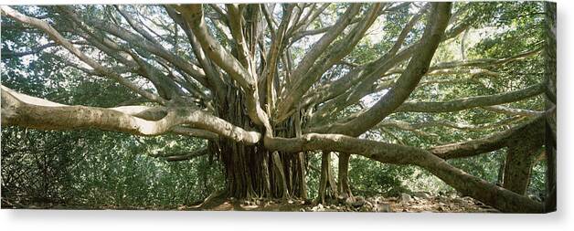 Photography Canvas Print featuring the photograph Banyan Tree Stretches In All by Panoramic Images