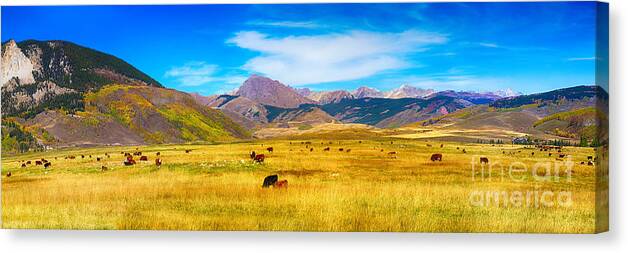 Autumn Canvas Print featuring the photograph Cattle Grazing Autumn Panorama by James BO Insogna