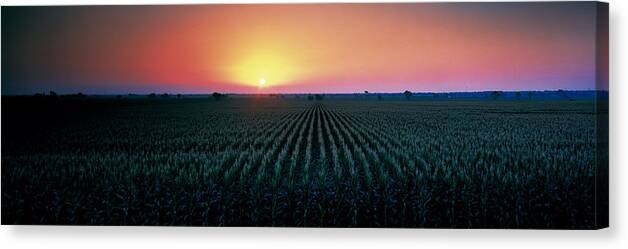 Photography Canvas Print featuring the photograph Corn Field At Sunrise Sacramento Co Ca by Panoramic Images