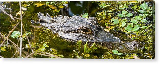 Alligator Canvas Print featuring the photograph Eye of the Alligator by Ed Gleichman