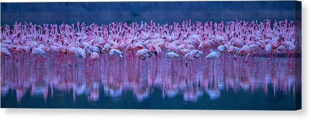Flamingos Canvas Print featuring the photograph Flamingos by David Hua