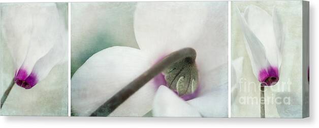 Flower Canvas Print featuring the photograph Floral Whites by Priska Wettstein