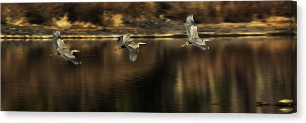 Heron Canvas Print featuring the photograph Impressions of a Heron's Flight by Belinda Greb