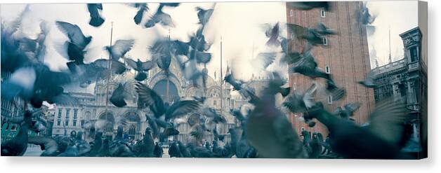 Photography Canvas Print featuring the photograph Low Angle View Of A Flock Of Pigeons by Panoramic Images