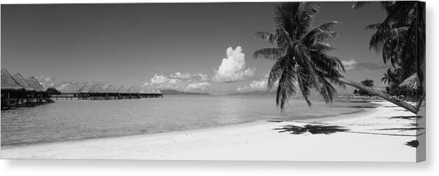 Photography Canvas Print featuring the photograph Palm Tree On The Beach, Moana Beach by Panoramic Images